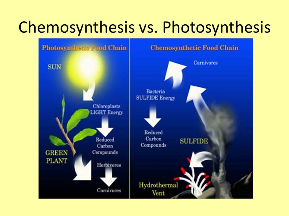 Chemosynthesis and Hydrothermal Vent Life
